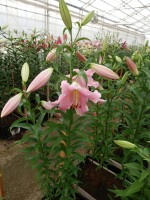 [3514 PO30 Diamante No01.JPG]